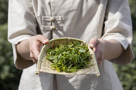 树叶矢量图茶园姑娘手捧新茶手部特写背景