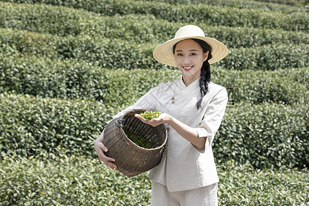 茶田里的美女采摘新茶图片