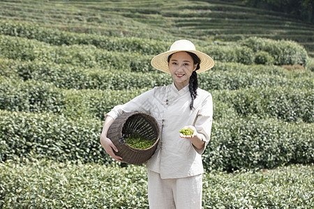 茶田里的美女采摘新茶图片