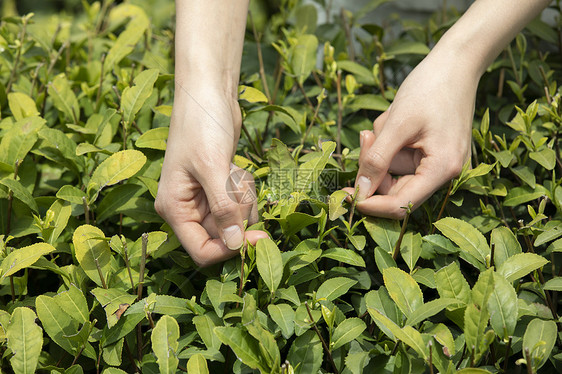 茶园里的姑娘采摘新茶特写图片