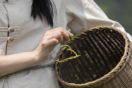 茶园里的姑娘采摘新茶特写图片