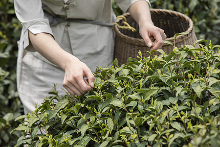 茶园里的姑娘采摘新茶特写图片