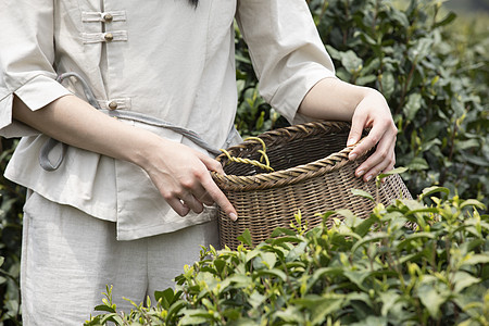 茶园里的姑娘采摘新茶特写图片