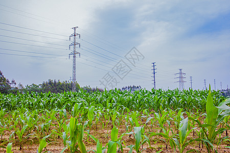 春耕玉米苗农作物背景图片