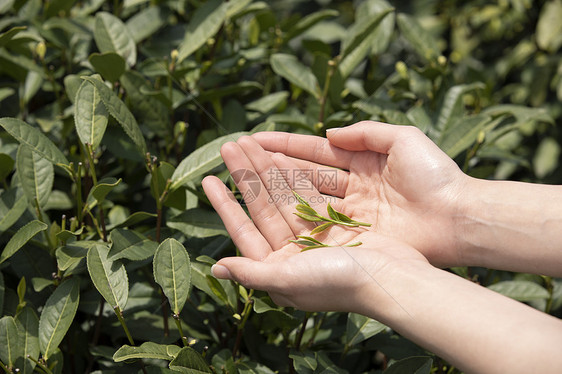 茶园里的采茶姑娘手捧新茶特写图片