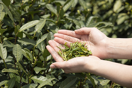 茶园里的采茶姑娘手捧新茶特写图片