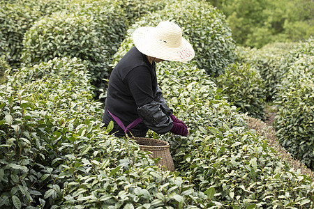 茶田里的采茶农民特写图片