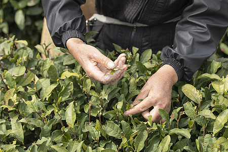 茶田里的采茶农民特写图片