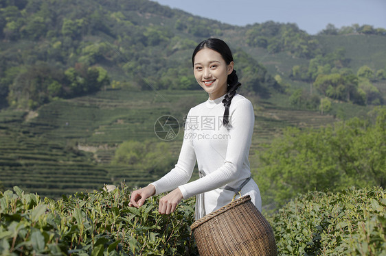 茶田里的美女采摘新茶图片