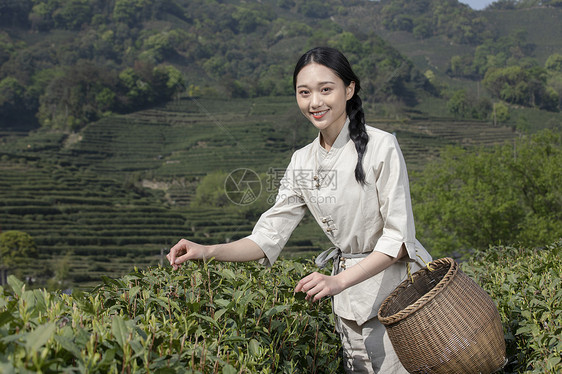 茶园里的采茶姑娘采摘图片