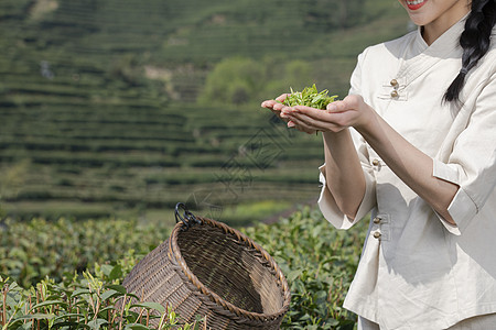 百香果绿茶茶园姑娘背着竹篓采茶特写背景