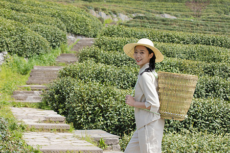 茶园姑娘背着竹篓去采茶高清图片