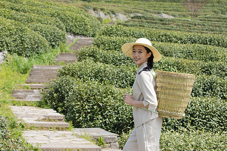 茶园姑娘背着竹篓去采茶图片