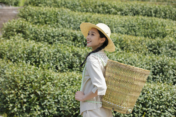 茶园姑娘背着竹篓去采茶图片