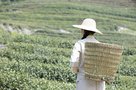 茶园姑娘背着竹篓去采茶图片