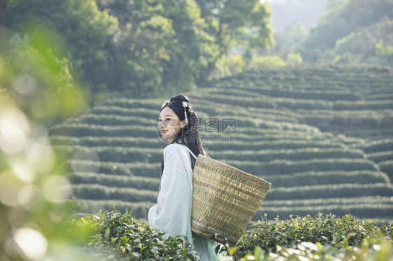 汉服古装美女背茶篓采茶图片