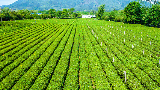 种植茶叶绿色的风光茶园春天航拍背景