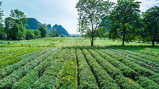 绿色的风光茶园春天航拍图片