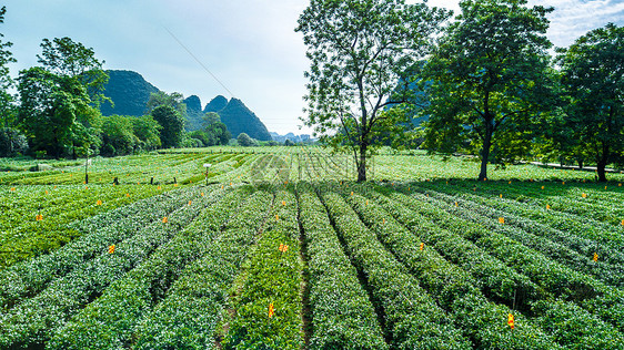 绿色的风光茶园春天航拍图片