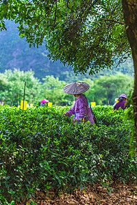 春天茶园里忙碌的茶农图片