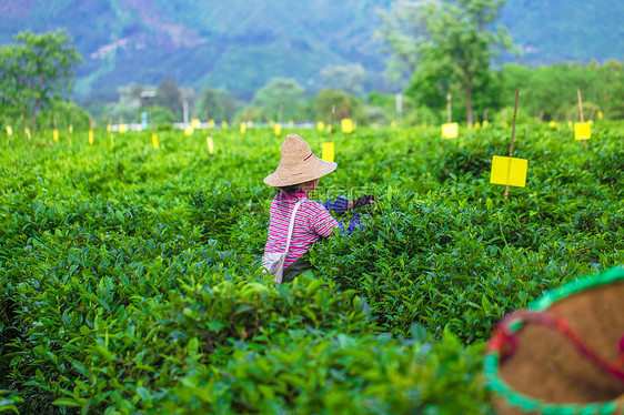 春天茶园里忙碌的茶农图片