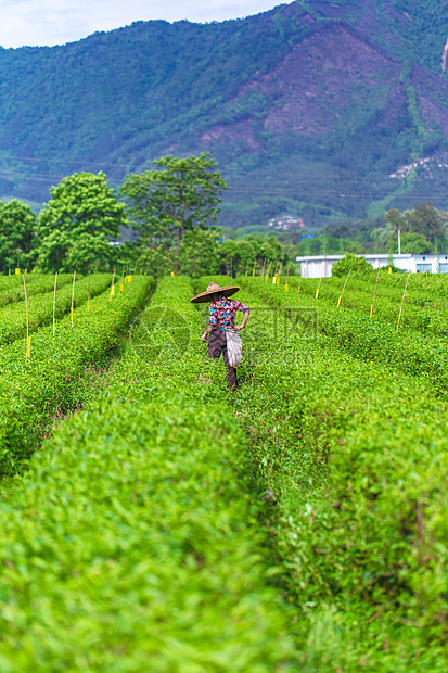 春天茶园里忙碌的茶农图片