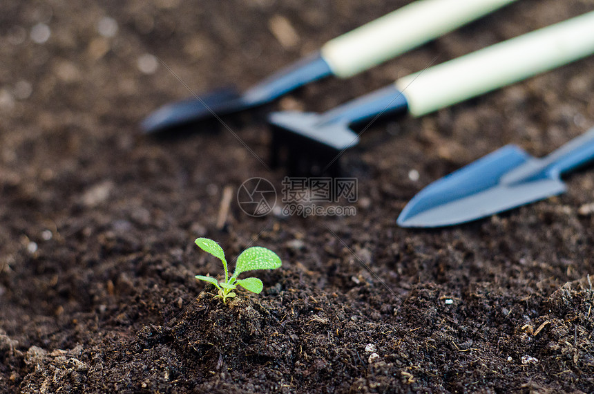 植物种植园艺高清图片下载 正版图片 摄图网