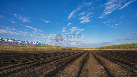 新疆雪山下的耕地农田图片