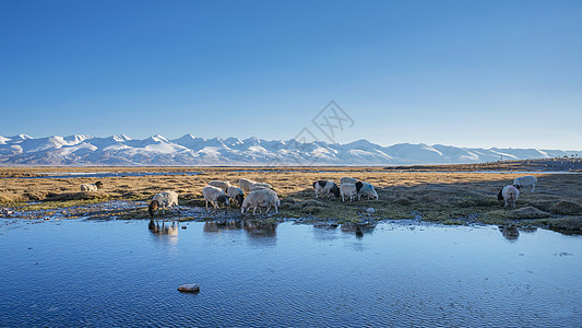 新疆草原上喝水的羊群图片