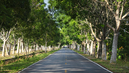 绿化旅行道路两侧茂密行道树背景