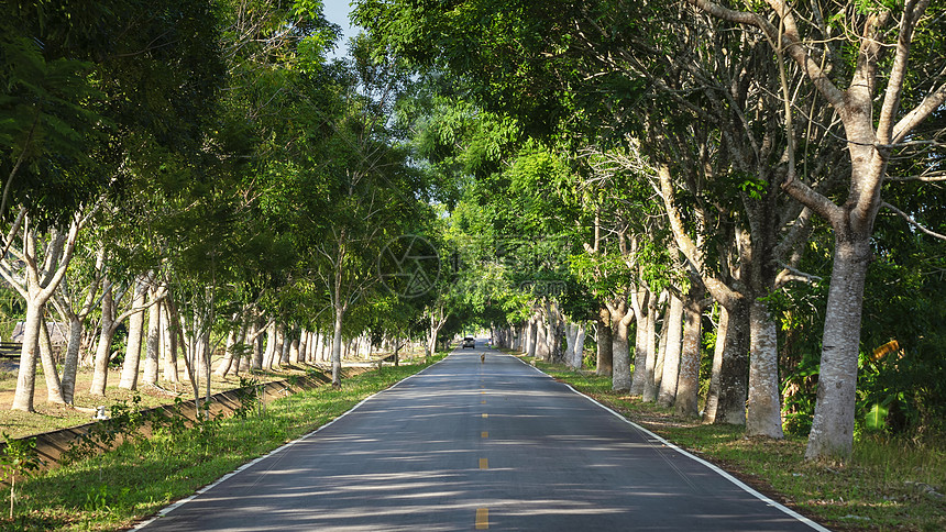 旅行道路两侧茂密行道树图片