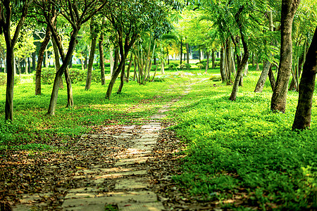 林荫小路公园林荫道路背景