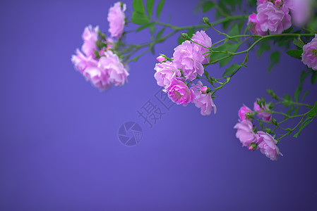 蔷薇花香背景图片
