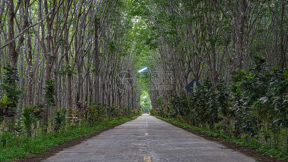 道路公路行道树树洞图片