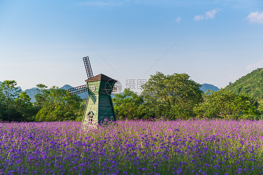 柳叶马鞭草花海图片