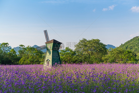 柳叶马鞭草花海图片