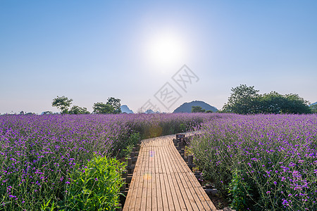 海仙花柳叶马鞭草背景