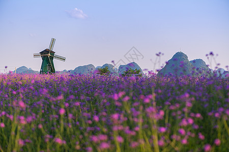 紫色花海照片 紫色花海背景 紫色花海摄影图片下载 摄图网
