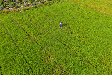 正在水稻田里喷洒农药的农民高清图片