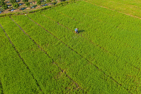 正在水稻田里喷洒农药的农民图片