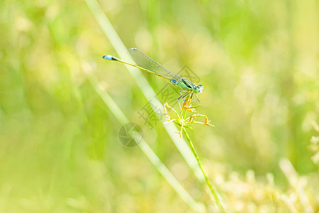 停息在花草上的蜻蜓图片