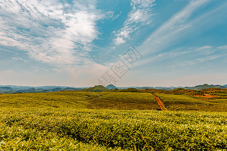 贵州安顺鸡场茶山云与茶图片