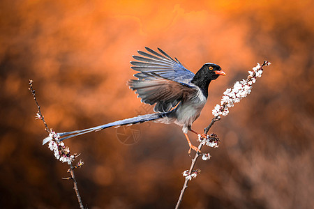 红嘴蓝鹊保护鸟类高清图片