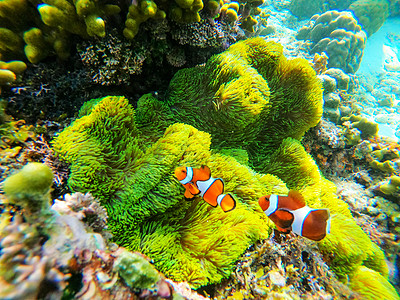 海中小丑鱼尼莫背景图片