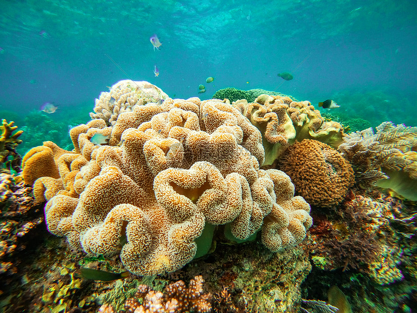 海底五颜六色的珊瑚礁高清图片下载 正版图片 摄图网