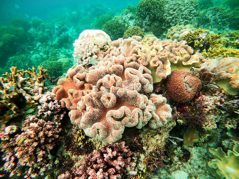 海底世界海底五颜六色的珊瑚礁图片