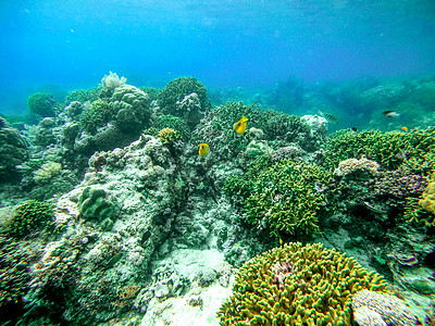 海底绿珊瑚礁群高清图片