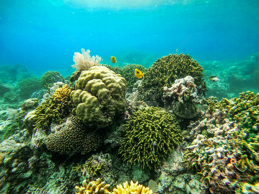 海底绿珊瑚礁群图片