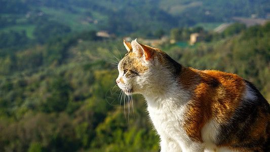 山顶的猫凝视宠物外景特写图片
