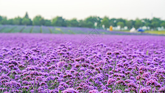 马鞭草花夏日紫色花海背景